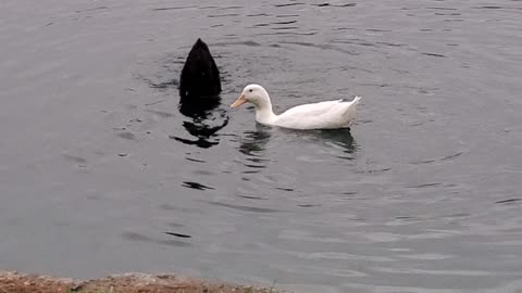 Ducks Swimming cute