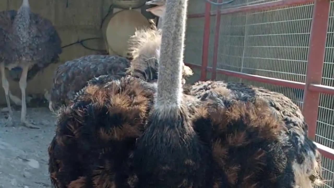 Ostriches" شتر مرغ