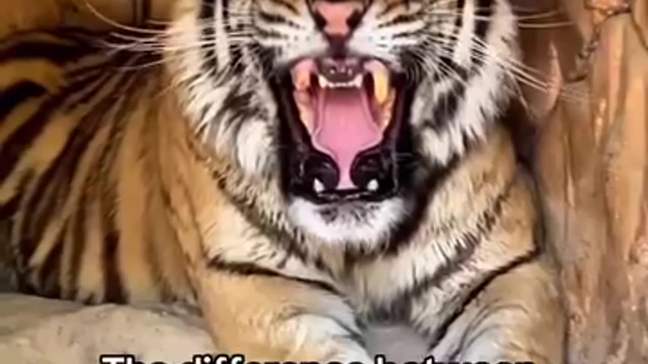 The difference b/w Tiger 🐯 roar and lion🦁roar.