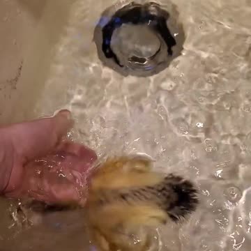 Peepers learning to swim in the sink
