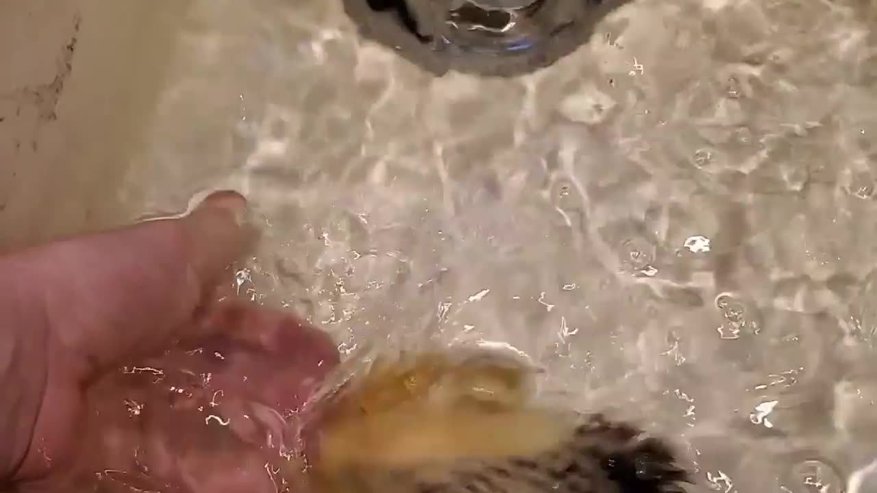 Peepers learning to swim in the sink