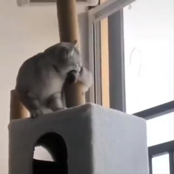 ation of the funniest cat videos on the Internet - I dare you not to laugh