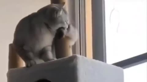 ation of the funniest cat videos on the Internet - I dare you not to laugh