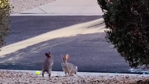 They play so well