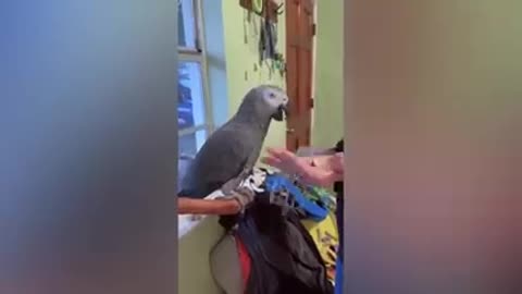 Funny parrots