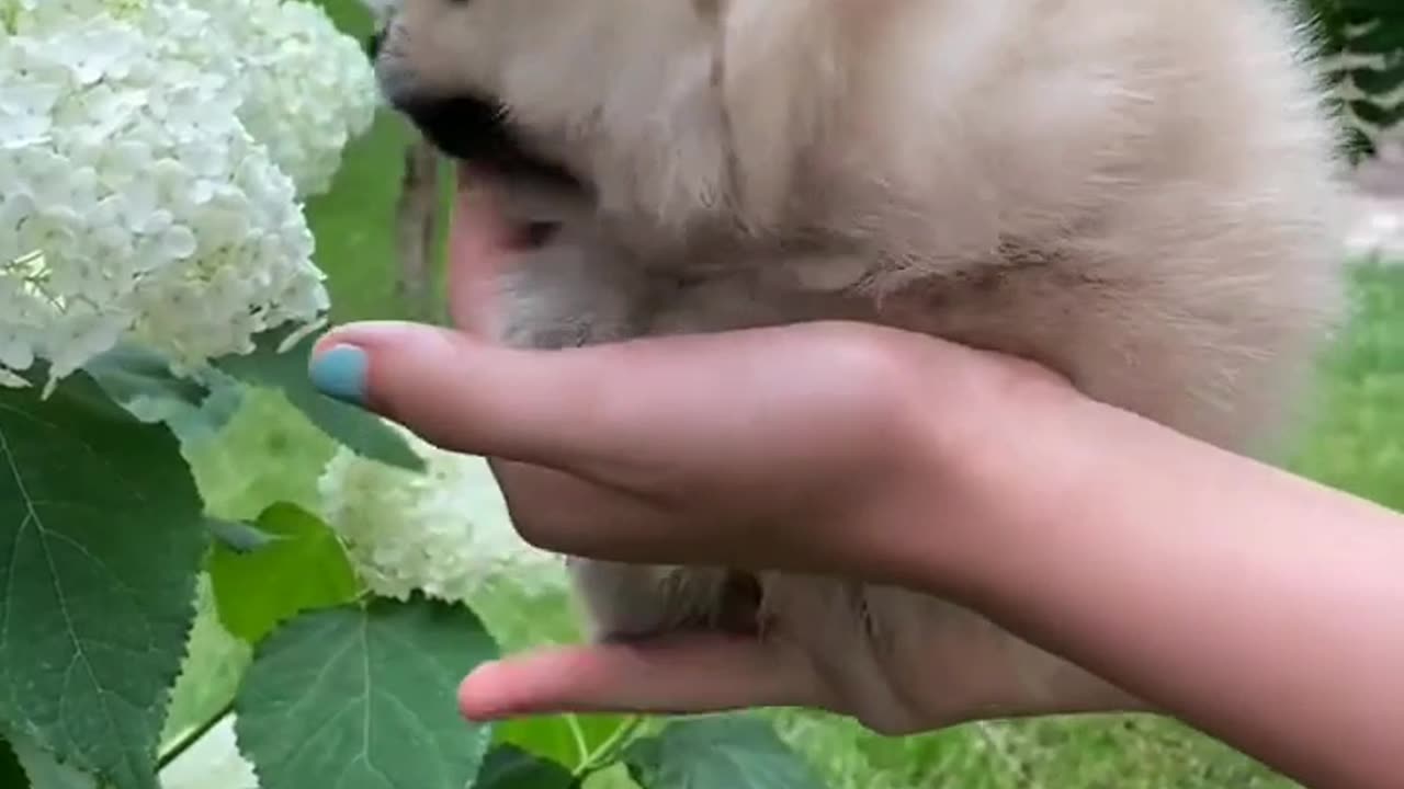 Cute dog