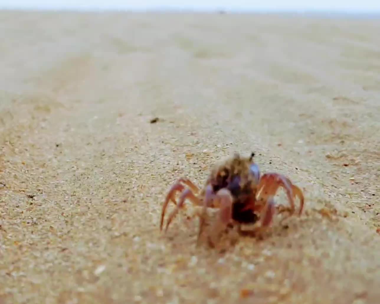 Crab Dance Australia