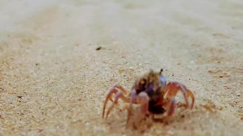 Crab Dance Australia