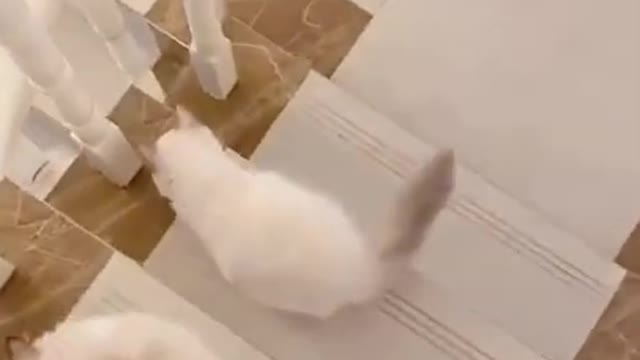 Baby Cats!😍 Cute and Funny Cat Videos | cute pet care 24 #shorts