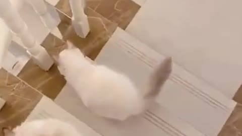 Baby Cats!😍 Cute and Funny Cat Videos | cute pet care 24 #shorts