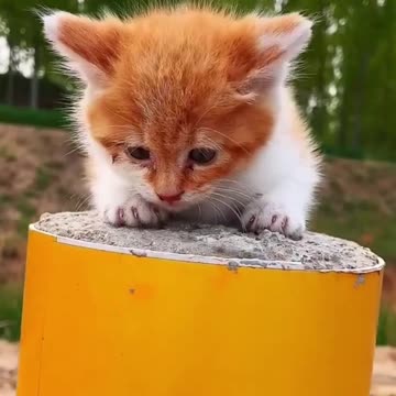 Cute cat make a wonderful drum sound