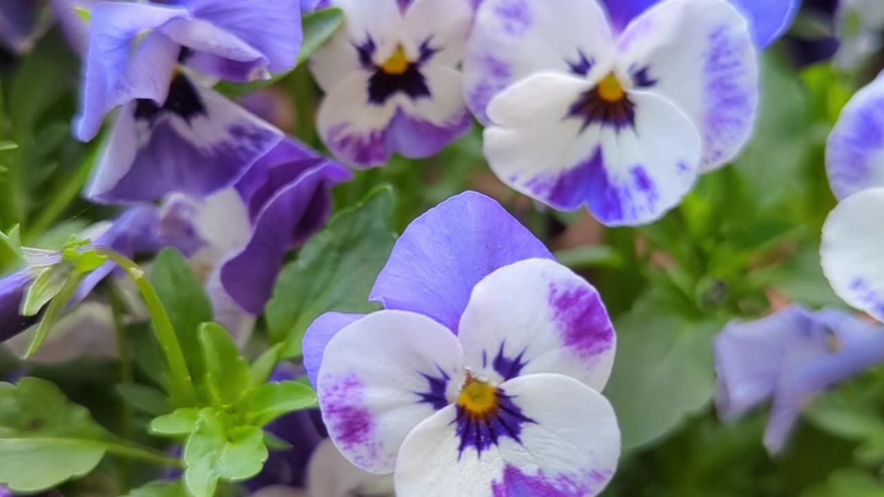 Violas