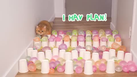Cats lover