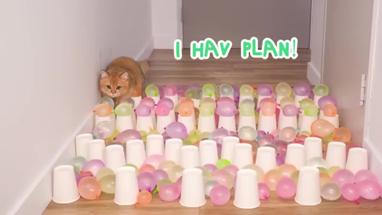 Cats lover
