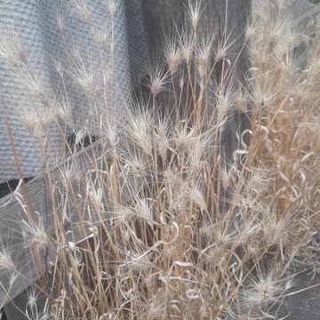 Dry spikelets