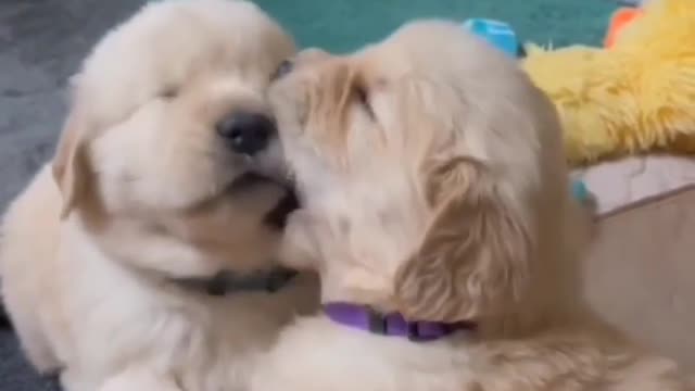 Dog Funny Video True Friendship