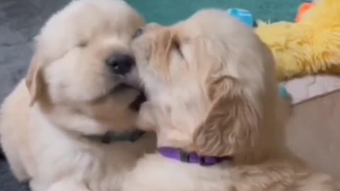 Dog Funny Video True Friendship