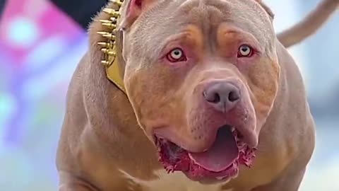 Pittbull Dog Status Video