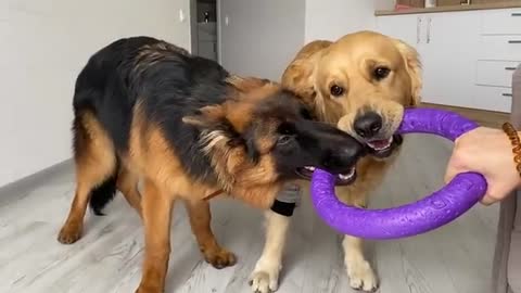 Stubborn German Shepherd Puppy Refuses To Give Up on His Toy