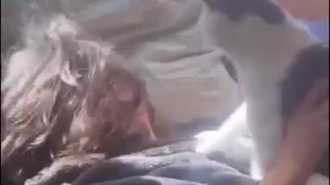 Funny Cats Anamails Videos