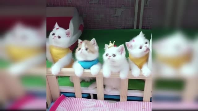 Baby Cats - Cute and Funny Baby Cat Videos Compilation