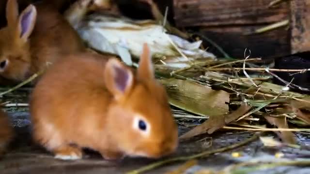 rabbit playing around