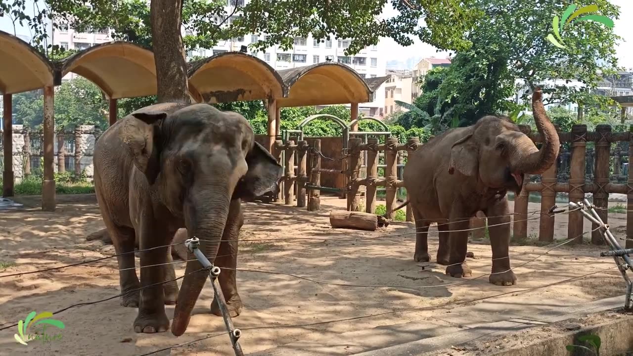 Elephant dance video