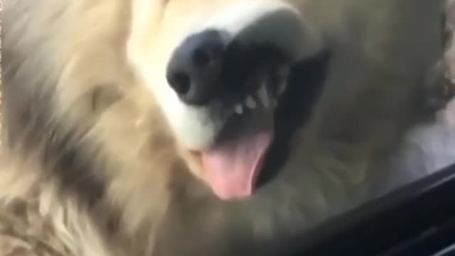 Try to not laugh....