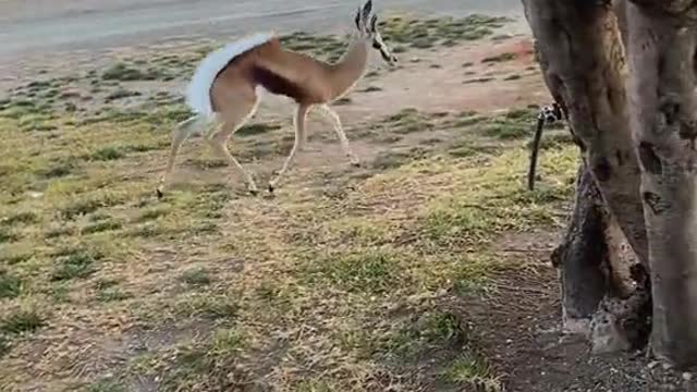 Funny Animals Video