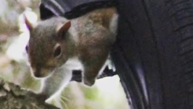 Baby squirrels move into woman's house after mother dies # animalsoftiktok bekind