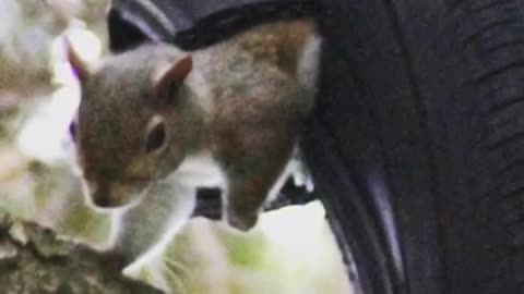 Baby squirrels move into woman's house after mother dies # animalsoftiktok bekind