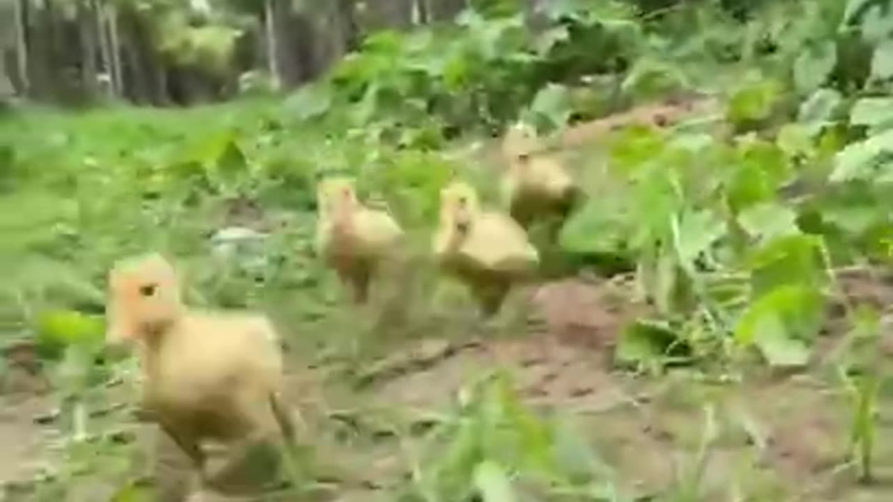 Tiktok Animals Doing Things | funny animal videos.