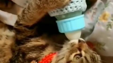 Animal funny video