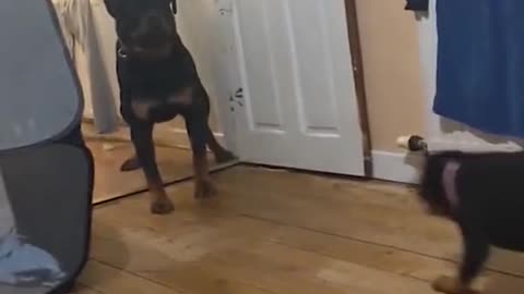 the dog jumping