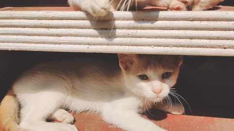 Our two cute cat seating | my little kitten | cat sound