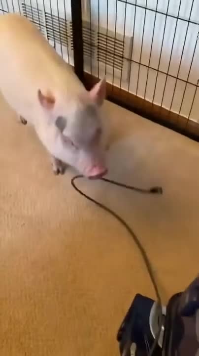 These pigs don't like vacuum cleaners!!!