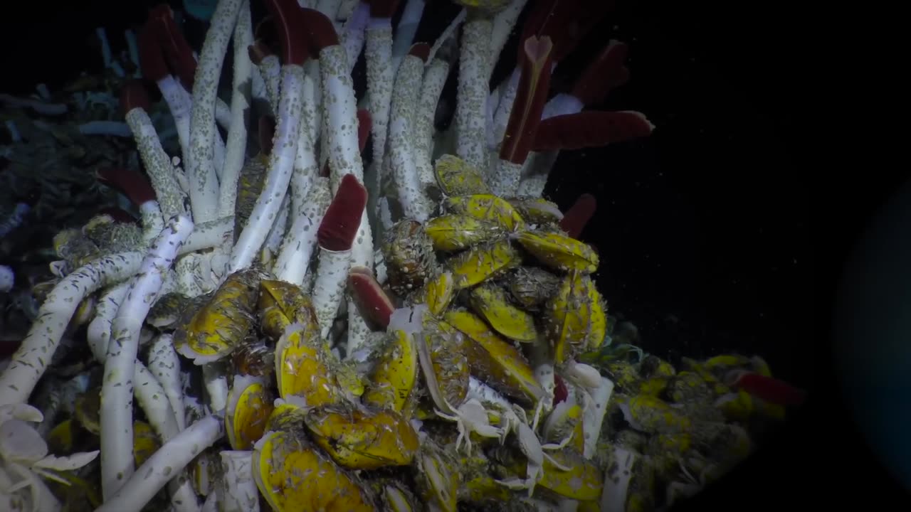 Deep-Sea Food Falls A Tale of Wood and Bone