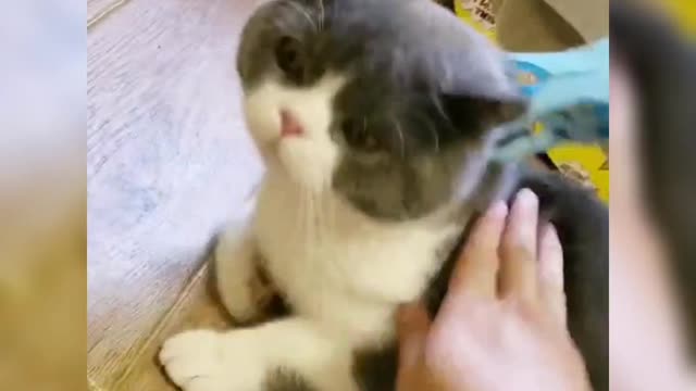 pet funny video