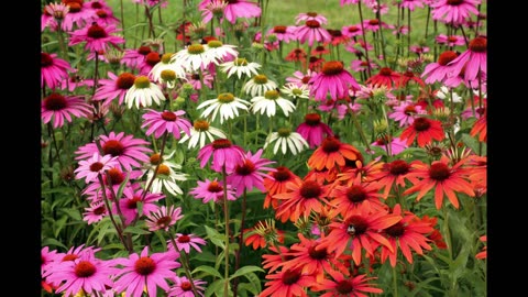 ECHINACEA ROOT TEA IMMUNE BOOSTING SUPERFOOD