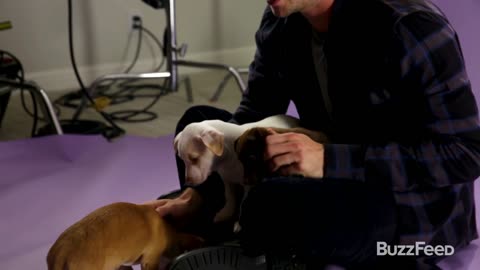 3x puppies don't care if you're a famous actor, they just want to be petted