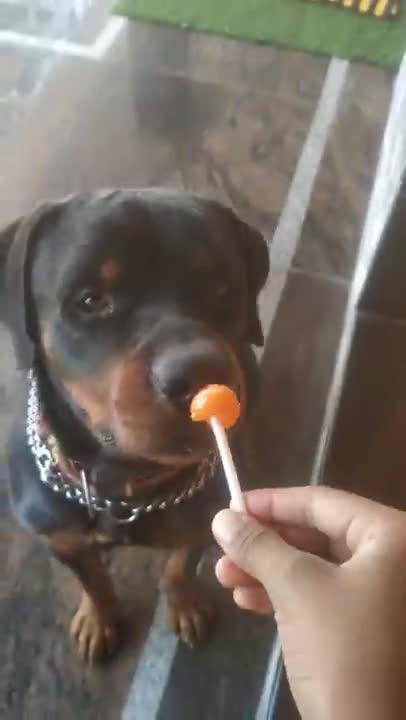 Dog eating lolipop