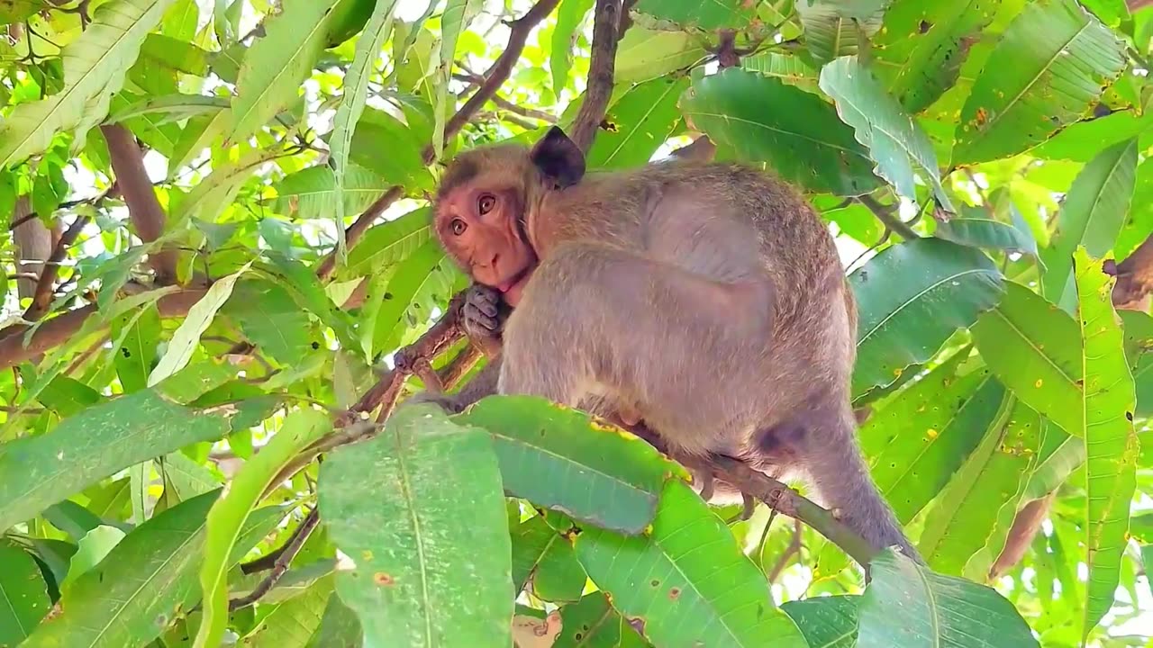 Funny animal Monkey