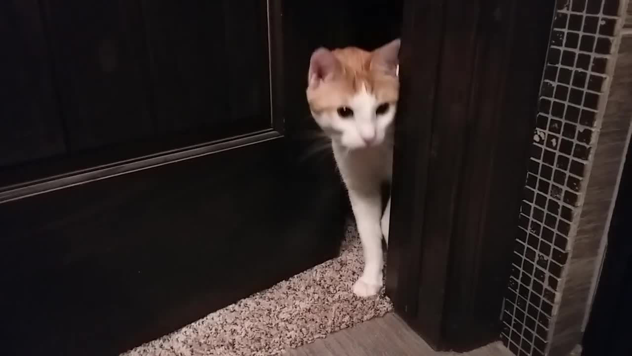 cute cat attacks