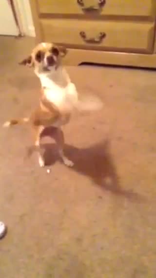 Doggy Dancing