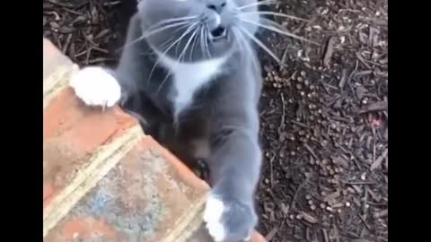 Funniest Cats Don't try to hold back Laughter 😂 - Funny Cats Life