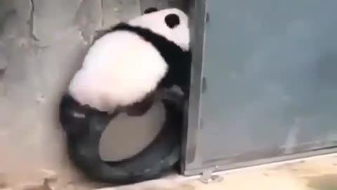 Watch this cute little panda🐼