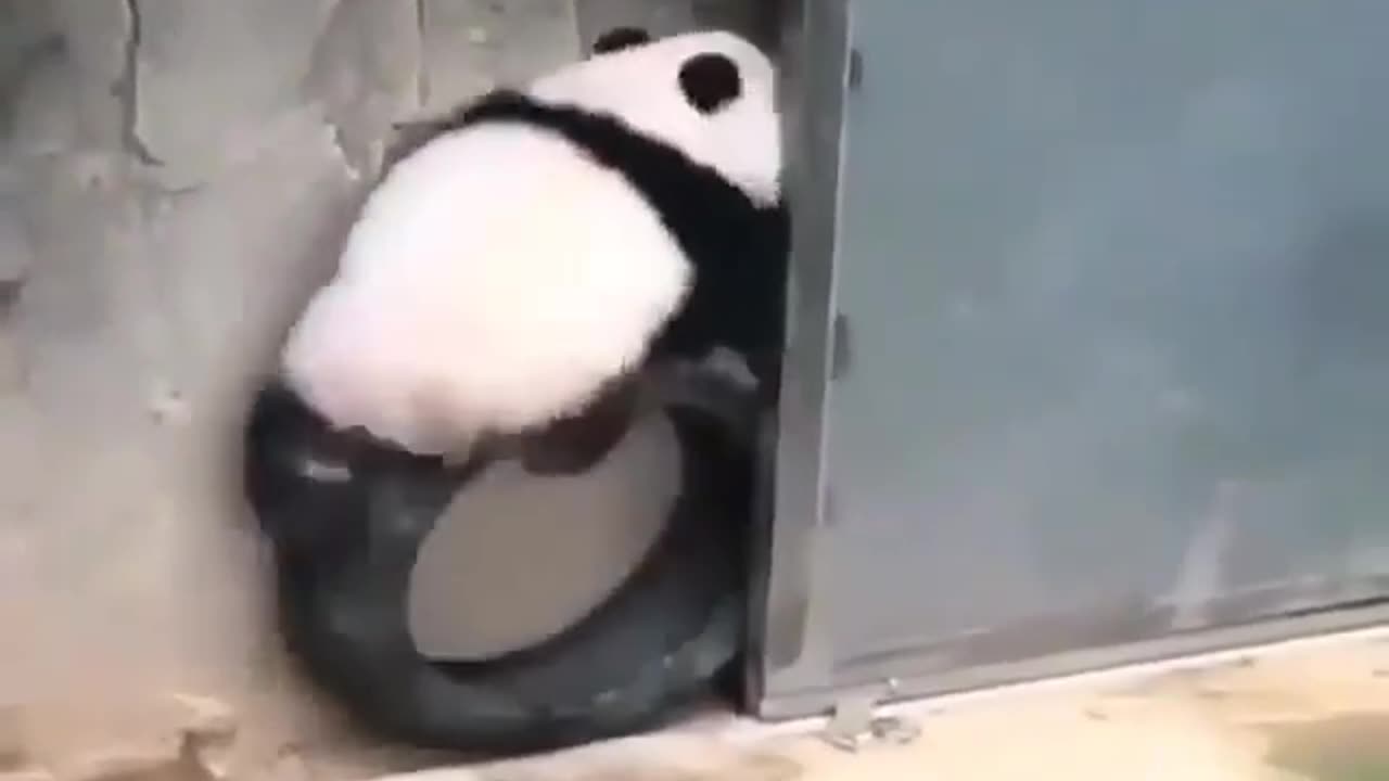 Watch this cute little panda🐼