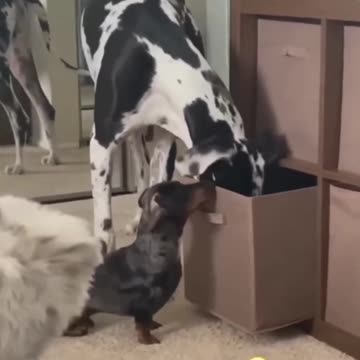 Cat & Dog funny video |Funny animal videos| try not to laugh