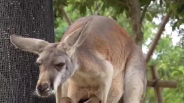 How big is the kangaroo's bag? The little kangaroo can't even jump out of it