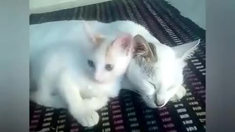 Cute cats video